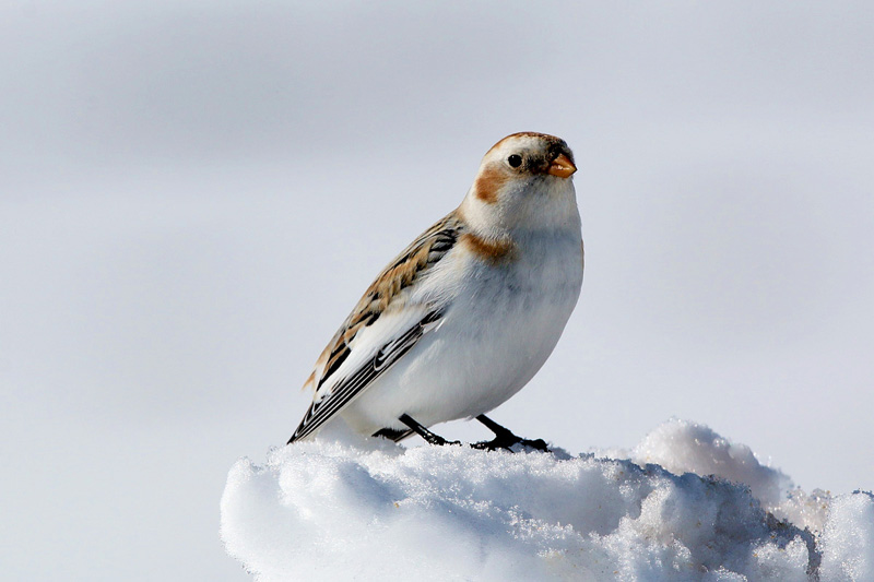 Zigolo delle nevi (Plectrophenax nivalis)